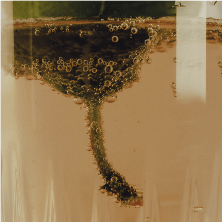 folha de figueira lata 25cl