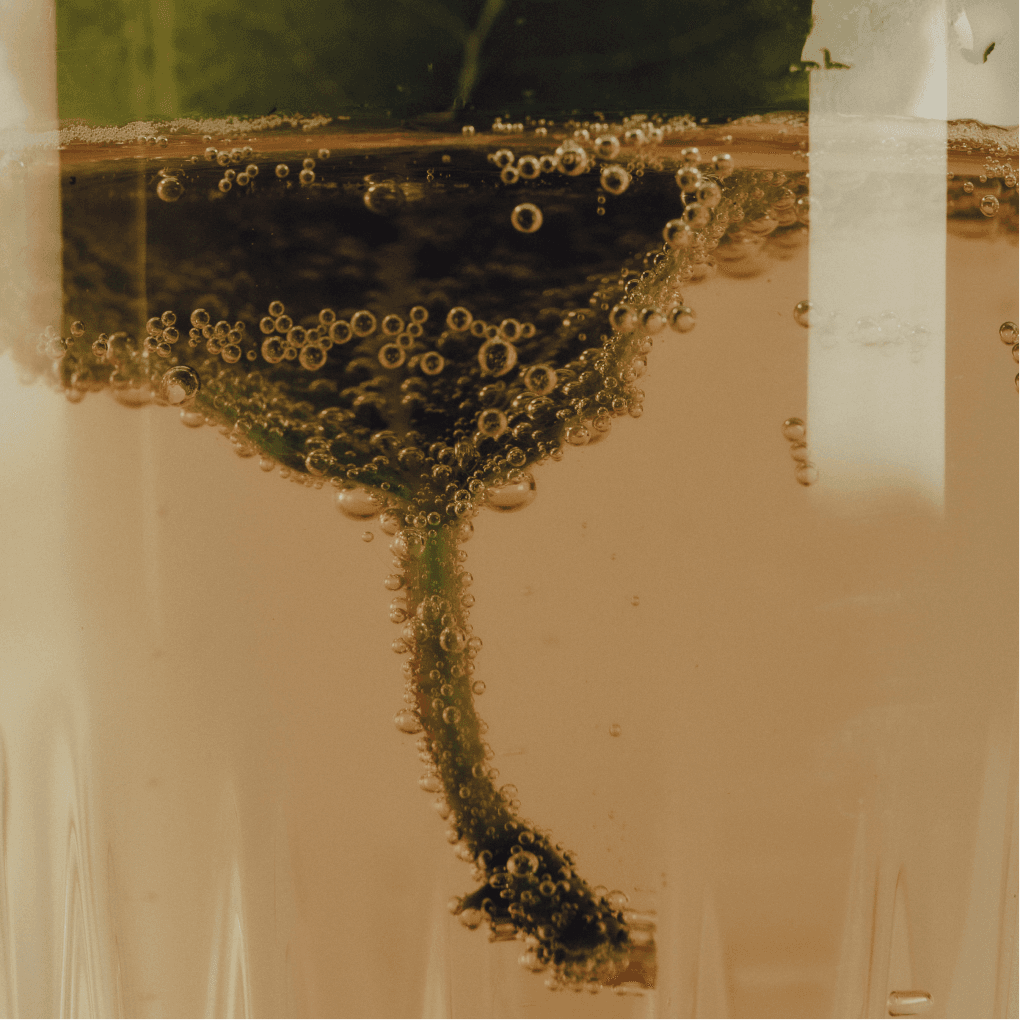 aquela kombucha folha de figueira